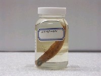 藏品(北青眼魚)的圖片